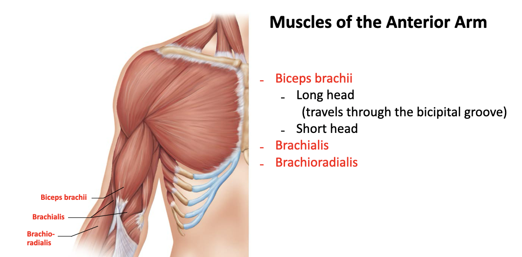 <p>biceps brachii (short/long head)</p><ul><li><p>long head runs through the intertubercular sulcus and is more lateral</p></li><li><p>short head runs near the coracoid process of the scapula and is more medial</p></li></ul><p></p>