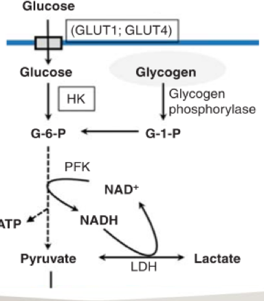 <p>Glucose → G6P (Hexokinase - HK)</p><p></p><p>G6P → Pyruvate (phosphofructokinase - PFK)</p><ul><li><p>When exercising</p></li></ul><p></p><p>G6P → Glycogen (glycogen phosphorylase - PHOS)</p><ul><li><p>Not exercising</p></li></ul>