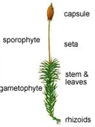 <p>Bryophyta</p>