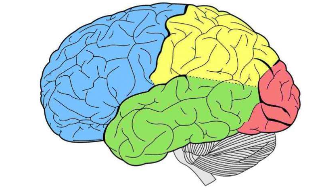 <p>Where is the cerebellum and brain stem located and what is their function?</p>