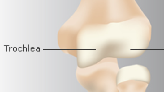 <p>Grooved sliding surface, increases mechanical advantage in the movement of a joint</p>