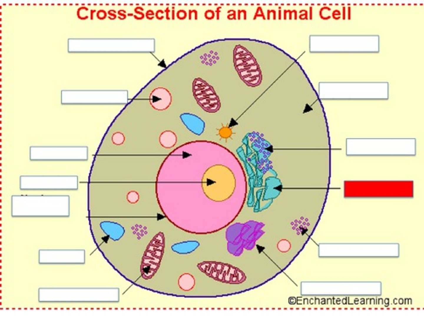<p>packages proteins for transport in vesicles, synthesizes membrane phosolipids, and releases calcium.</p>