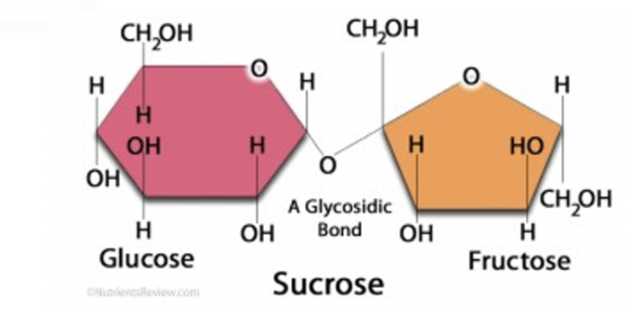 <p>glucose + fructose</p>