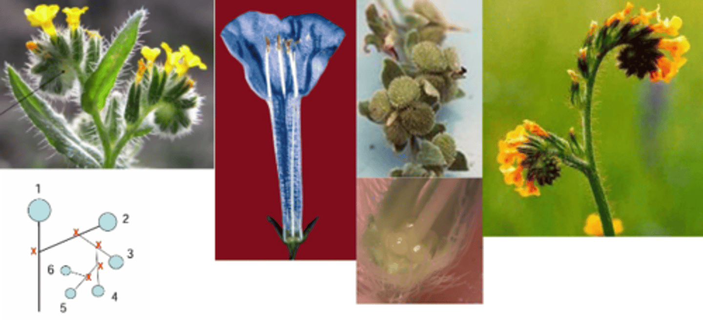 <p>What family has these characteristics? </p><p>1) Alternate Leaves </p><p>2) Regular Flowers </p><p>3) Helicoid Cyme </p><p>4) Gynobasic Style (Fruit = Nutlets) </p><p>Gynobasic Style = 2 fused carpels, but it looks like there are 4 (it is 4 segments made from 2 carpels)</p><p>(5, 5, 5, 2) </p><p>Lives in Wet areas </p><p>Hairy Leaves </p><p>Connate petals </p><p>Tube Type Variable </p><p>Epipetalous Stamen </p>