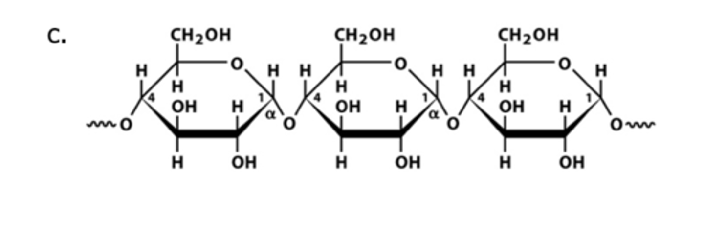 <p>storage form of glucose in plants; aids the next generation of plants</p>