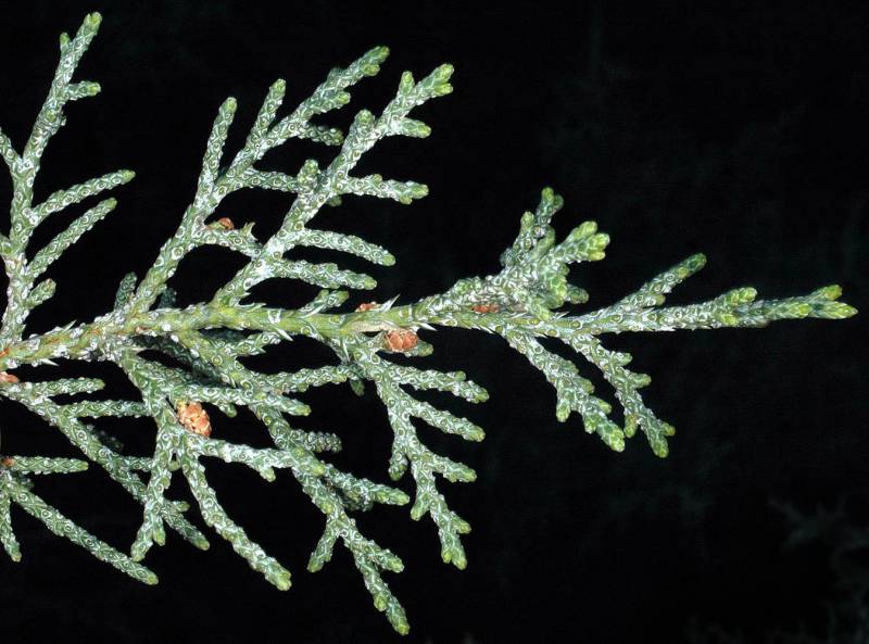<p>What is this plant’s scientific name?</p>