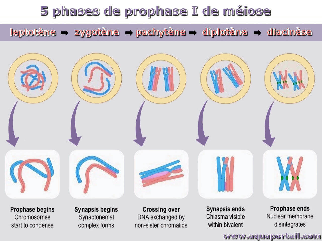 Leptotene -spindle fibers produced
Zygotene -synaptonemal complex
Pachytene -crossing over
Diplotene -tetrads
Diakinesis -moving to metaphase