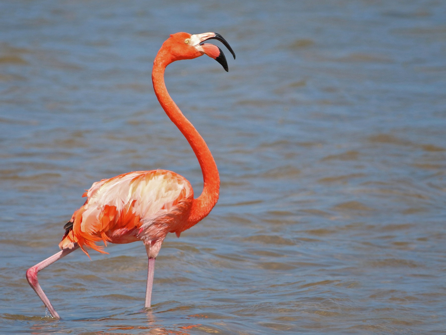 Phoenicopteriformes - Phoenicopteridae - Phoenicopterus ruber