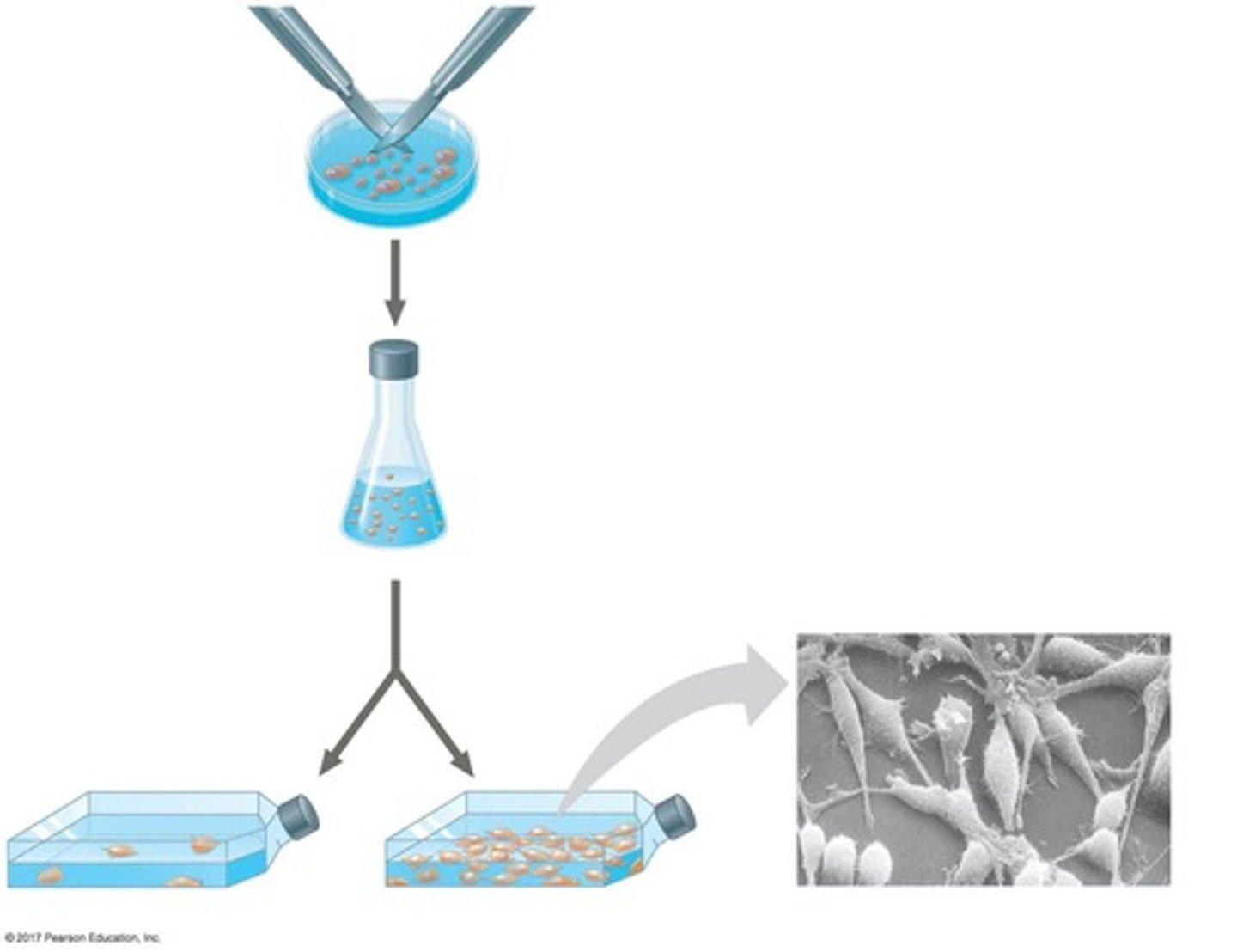 <p>A phenomenon where crowded cells stop dividing.</p>