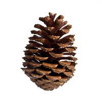 <p><span>the hard oval-shaped </span>fruit<span> of a </span>type<span> of evergreen </span>tree<span> (= one that never loses its leaves), called a conifer</span></p><p></p>