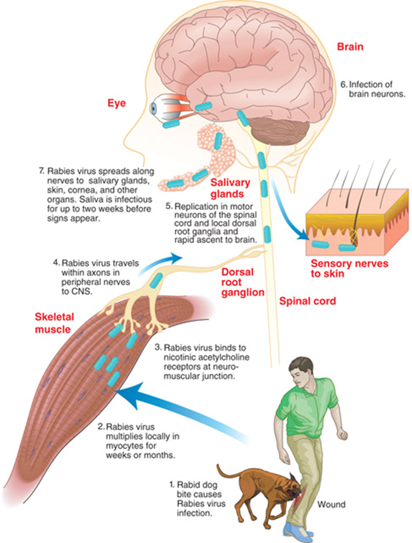 <p>virus enters from animal bite and multiplies in myocytes for weeks to months. virus binds to nAch receptors at neuromuscular junction and then travels along axons in peripheral nerves (using retrograde transport) to the CNS. The viruses then replicate in motor neurons of the spinal cord and dorsal root ganglia and ascend to the brain. Rabies then spreads along nerves to salivary glands, skin, cornea and other organs. Saliva is infectious for two weeks before symptoms show</p>