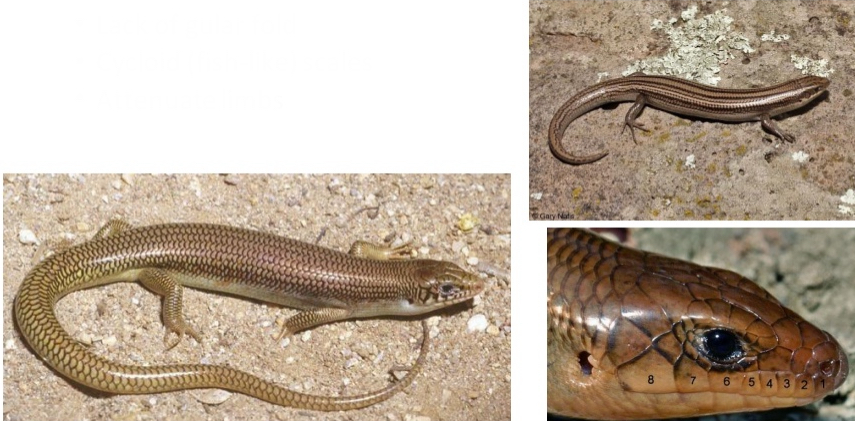 <p>Scincidae</p><p>Genus: Plestiodon</p><p>CO species(2): P. multivirgatus, P. obsoletus</p>