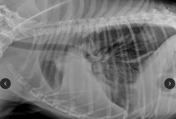 <p><span>Lung Lobe Torsion Associated Pleural effusion</span></p>