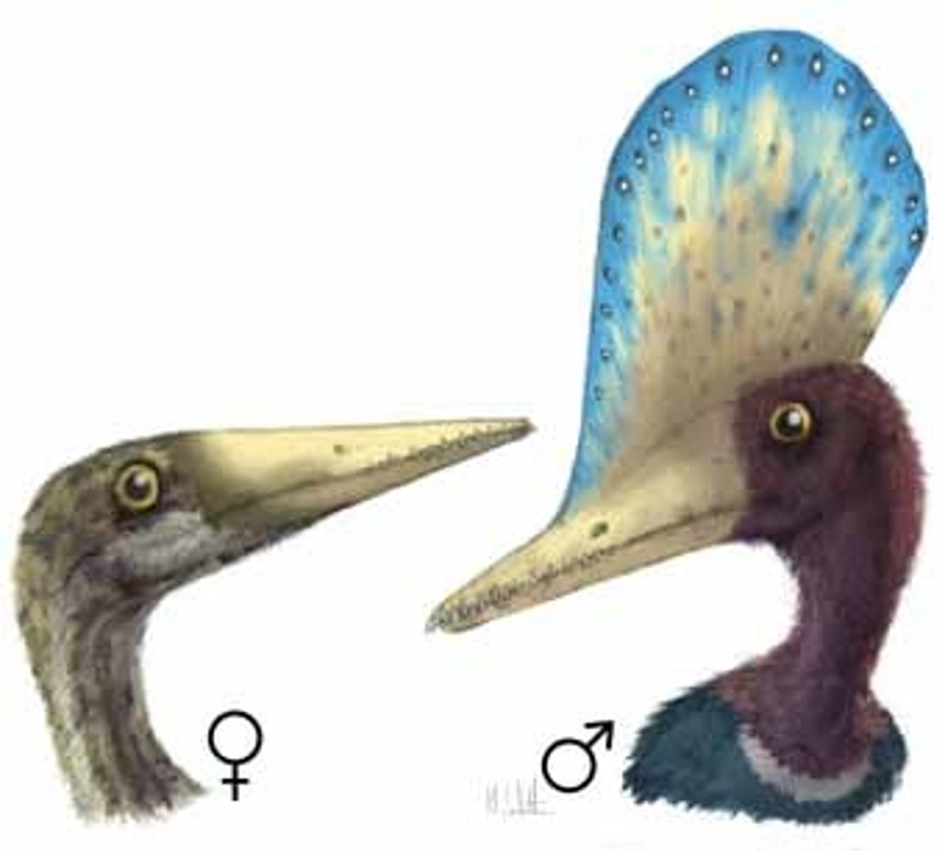 <p>Differences in physical characteristics between males and females of the same species.<br><br>size, coloration, morphology</p>