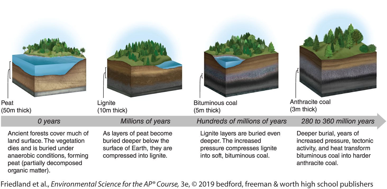 <p>Coal Formation Process</p>