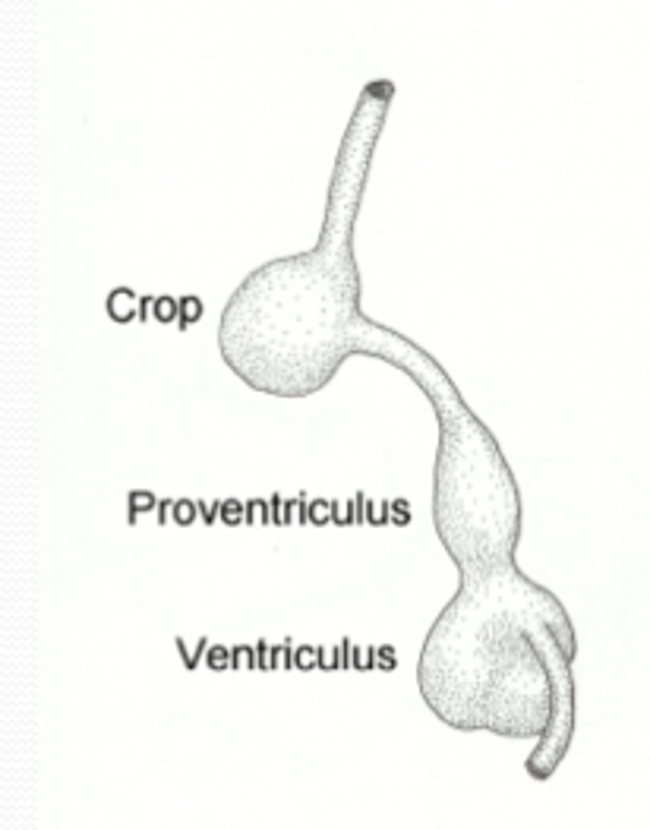 <p>follows the esophagus passageway in a bird's digestive tract; used to store and moisten food</p>