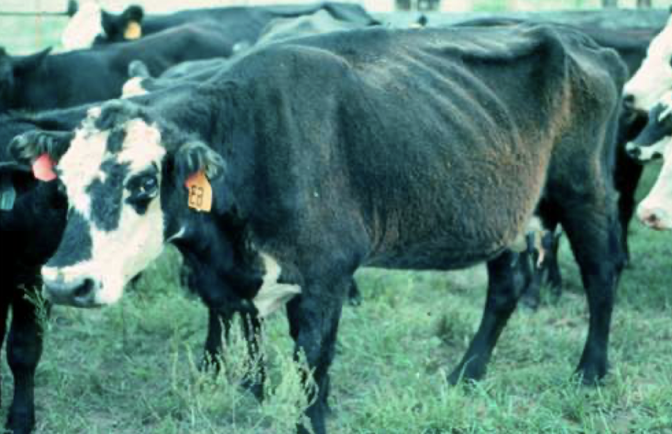 <p>What is the BCS of this beef cow?</p>