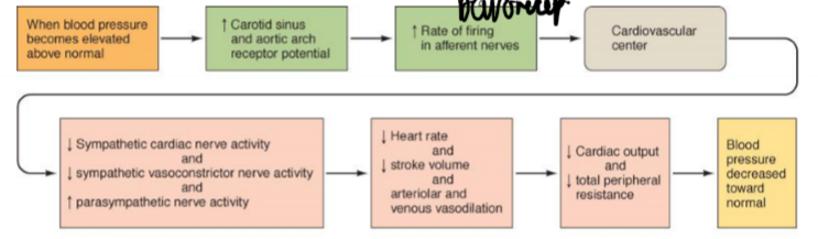 <p>everything decrease EXCEPT PNS + baroreceptors firing</p><p></p><p>less SNS:</p><p>→vasodilation →less TPR →less BP</p><p>→less contractility →less SV →less  CO →less BP</p><p>→ venodilation →less VR →less SV →less CO →less BP</p>