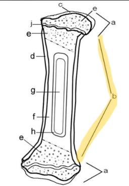<p>Diaphysis</p>