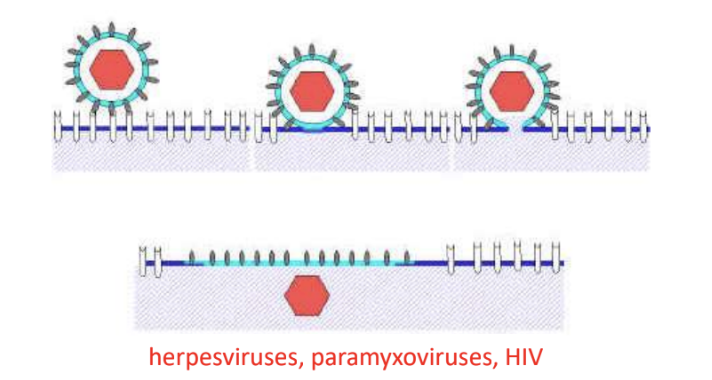 <p><strong><em><u>afn</u></em></strong></p><ul><li><p>Occurs after <u>attachment to host cell receptor</u></p></li><li><p>Fusion is promoted by <u>fusion protein</u></p></li><li><p><u>Nucleocapsid is directly released</u> into cytoplasm</p></li></ul><p></p><p><em>e.g., Paramyxo, herpes, HIV</em></p>