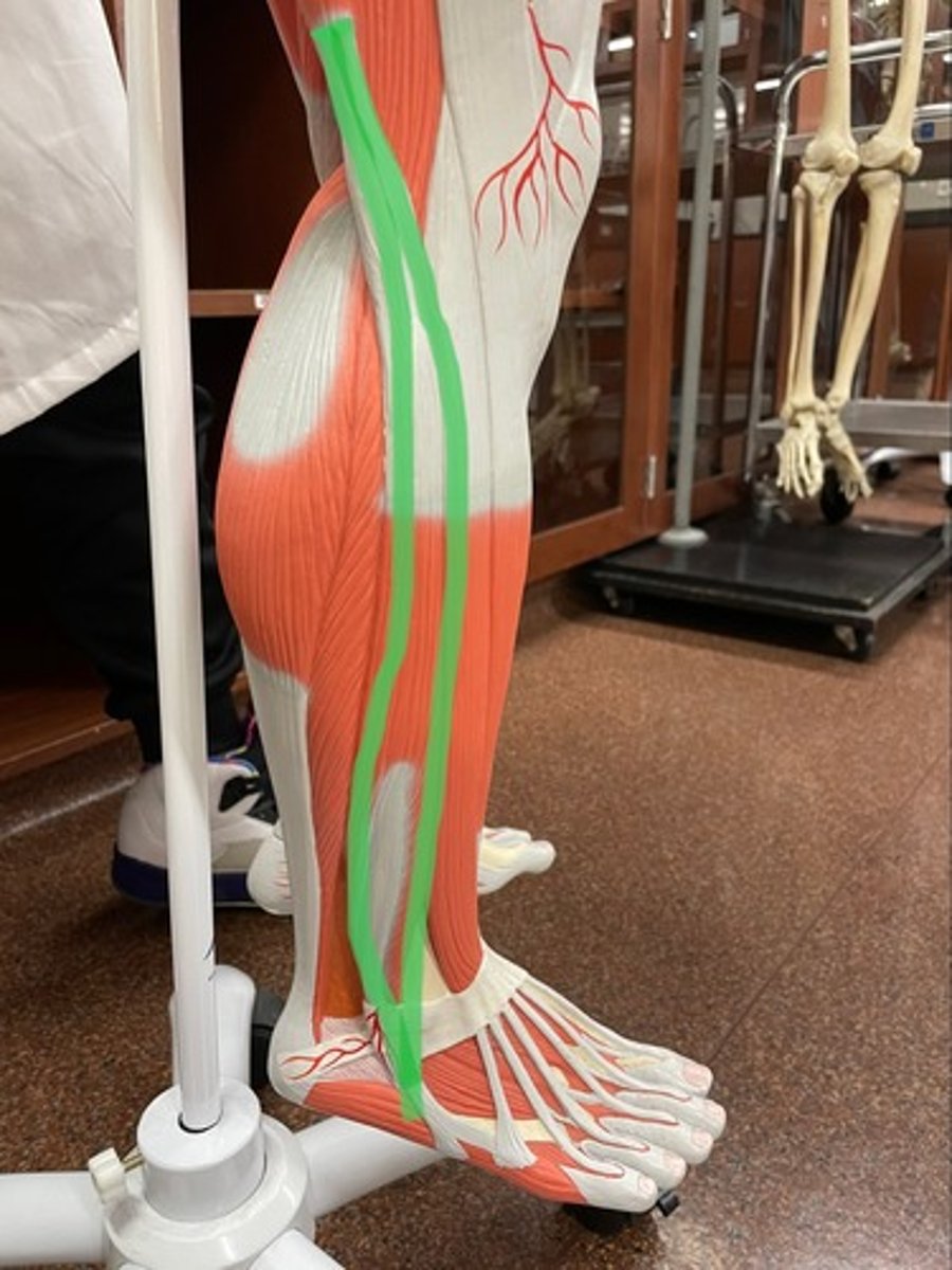 <p>O: fibula</p><p>I: metatarsal I</p><p>A: plantar flexion; ankle eversion</p>