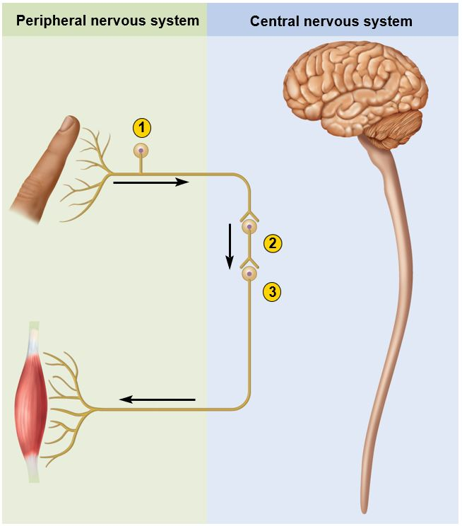 <p>This figure shows the three main functional classes of neurons.&nbsp;Which option below correctly matches the types of neuron to the numeric labels on the figure?</p><ul><li><p>1-Afferent neuron, 2-Interneuron, 3-Efferent neuron </p></li><li><p>1-Interneuron, 2-Afferent neuron, 3-Efferent neuron</p></li><li><p>1-Efferent neuron, 2-Afferent neuron, 3-Interneuron</p></li><li><p>1-Afferent neuron, 2-Efferent neuron, 3-Interneuron</p></li><li><p>1-Efferent neuron, 2-Interneuron, 3-Afferent neuron</p></li></ul><p></p>