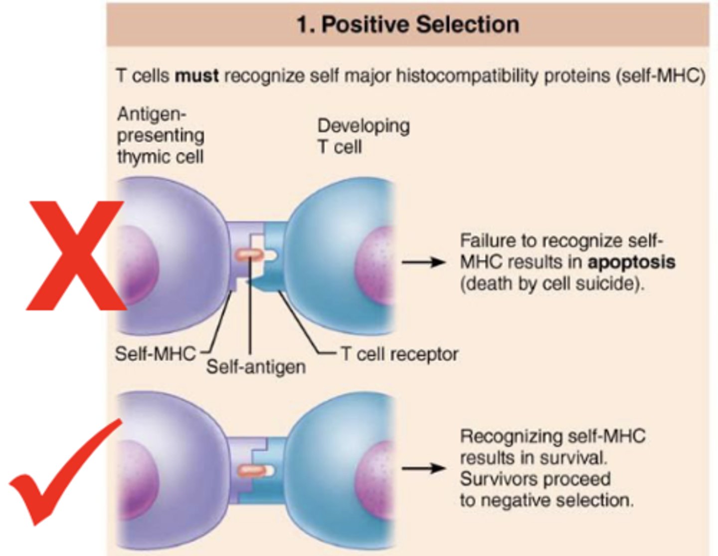 <p>selection of t cells capable of recognizing self-MHC proteins; failure to recognize results in apoptosis</p>