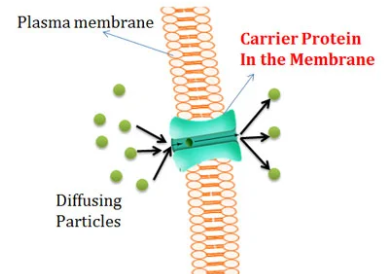 <p>facilitated diffusion</p>