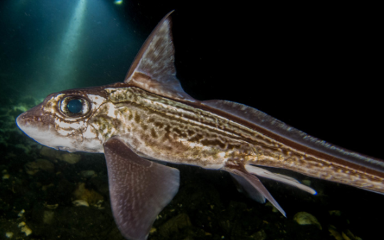 <p>What is the class of this specimen?</p>
