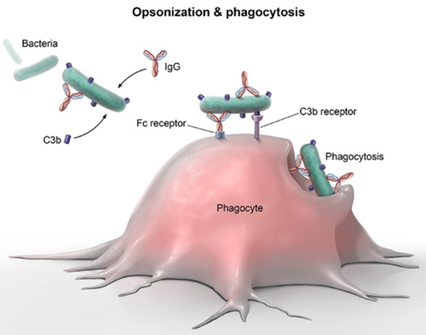 <p>______________________________ are antibodies, complement proteins and other substances that bind to foreign microorganisms or cells, making them more susceptible to phagocytosis.</p>