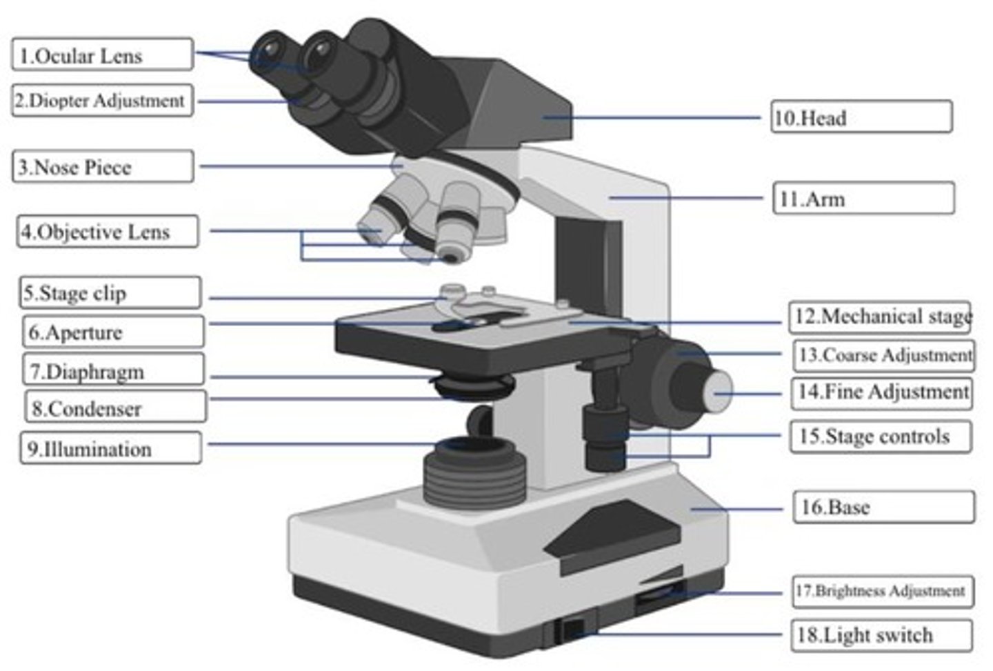 <p>To magnify the image which is produced by the microscope's objective lens</p>