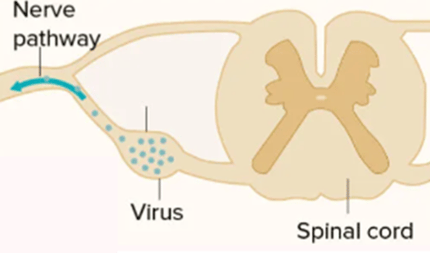 <p>lives in the DRG</p><p>wakes up because of: mental stress, immune system deficiency</p><p>causes nerve pain</p>