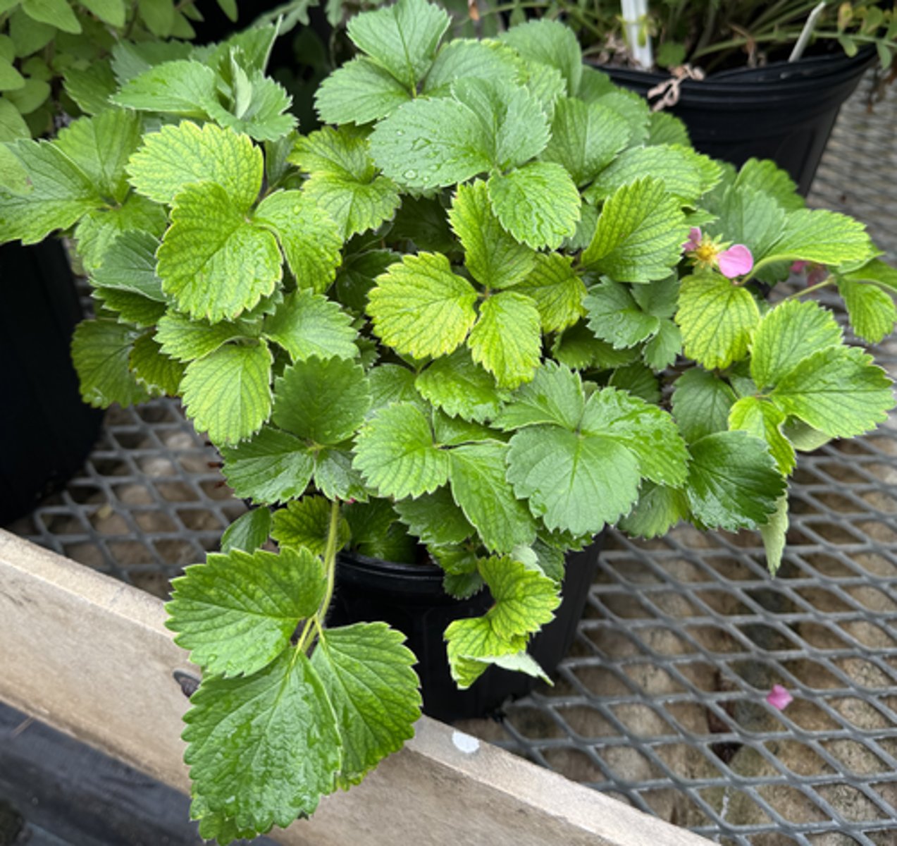 <p>What is the Latin name for this plant?</p>