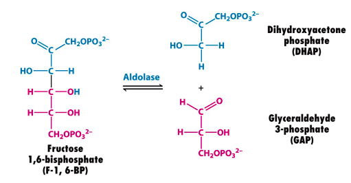 fructose 1,6-bisphosphate to glyceraldehyde 3-phosphate and dihyroxyacetone phosphate