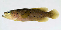<p>The body is yellowish-brown with large blackish spots that are in pale rings</p><p>pale stripe running along the profile from the snout to the dorsal fin</p><p>head also has blackish spots (smaller than pupil)</p><p>Small black dots are on the lower portions of fins</p><p>pectoral fins are yellowish</p><p>dorsal fins have 3 to 4 spines</p><p>head has a slight slope to it</p>