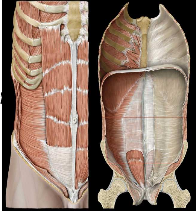 <ul><li><p>Aponeuroses evenly distributed anterior and posterior to rectus abdominis </p></li><li><p>Transversus abdominis aponeurosis courses posterior to rectus</p></li></ul><p></p>