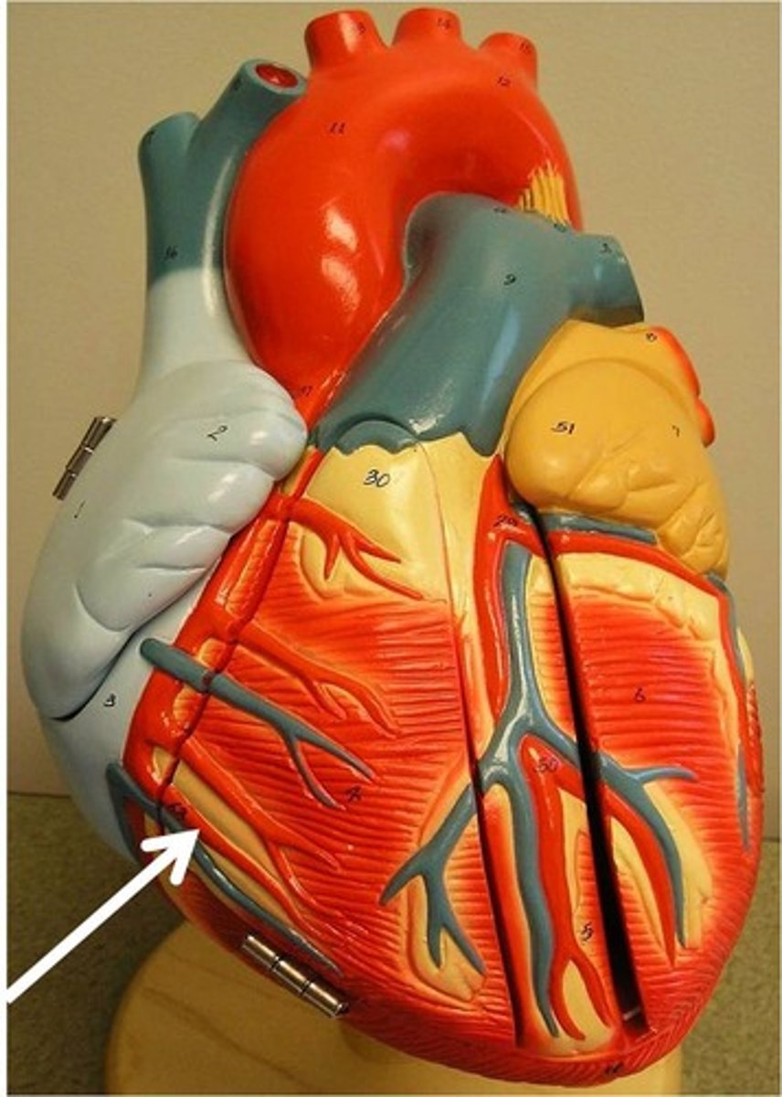 <p>serves the myocardium of the lateral right side of the heart</p>