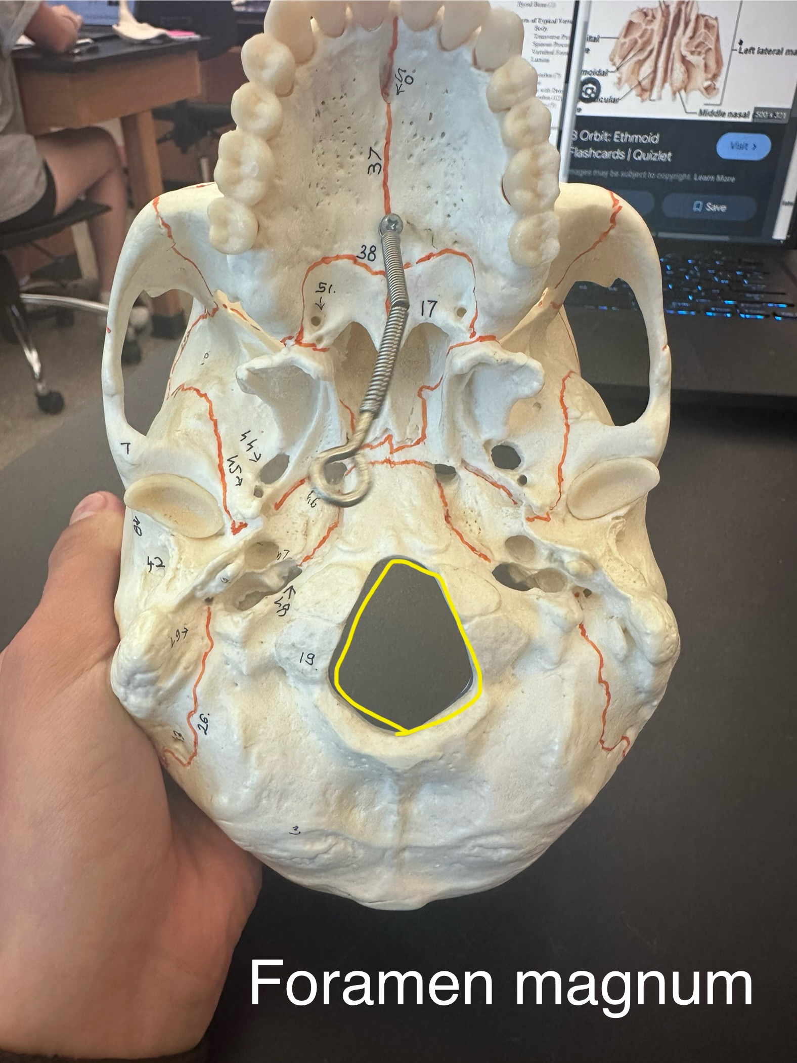 <p>Foramen Magnum</p>