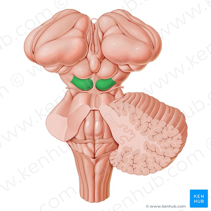 <p>Colliculi inferiores (dorsaal)</p>