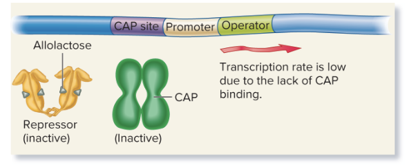 <p><strong>Very low transcription</strong>: Low cAMP means CAP doesn’t bind effectively, and even though lactose is present, the repressor may still block transcription.</p><p><strong>Glucose levels</strong> are a key factor in determining cAMP levels. When <strong>glucose is present</strong>, <strong>adenylyl cyclase</strong> (the enzyme that produces cAMP) is inhibited, leading to <strong>low cAMP</strong> production</p>