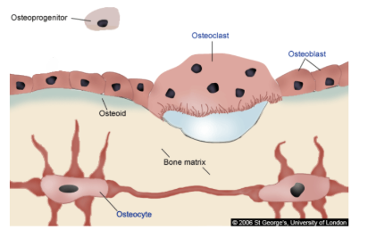 <p>Function of osteoclasts?</p>