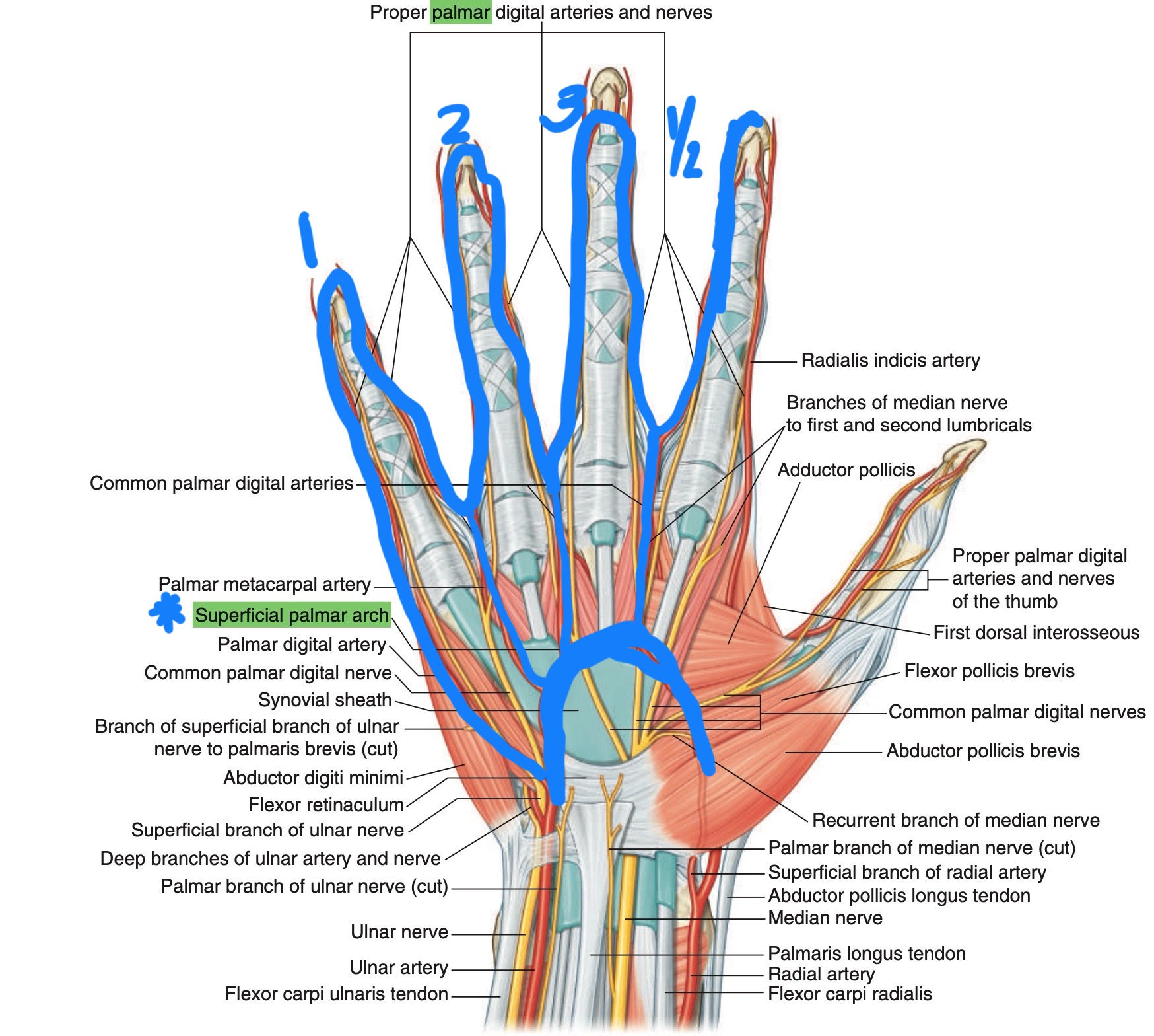 <p>MEDIAL 3 and ½ </p>