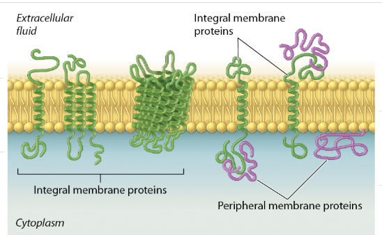 <ul><li><p>most integral membrane proteins are transmembrane proteins</p></li><li><p>span entire lipid bilayer</p></li><li><p><span><span>There are two hydrophilic regions, one protruding from each face of the membrane in contact with the aqueous environment inside and outside of the cell. </span></span></p></li><li><p><span><span>one hydrophobic region that spans the hydrophobic interior of the membrane</span></span></p></li></ul><p></p>