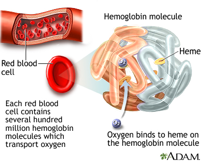 <p><span>&nbsp;Protein required to carry oxygen in the blood.</span></p>