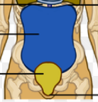 <p>The inferior part of the ventral body cavity, containing abdominal organs and pelvic organs, separated from the thoracic cavity by the diaphragm.</p>