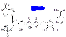 <p>A molecule produced as a result of light reactions during photosynthesis and which is also used by the Calvin cycle.</p><p>This is a reducing agent as it is able to donate electrons to oxidize another material and thus become positively charged. In doing this it becomes NADP+ losing its H+ cation and 2 electrons thus having an overall +1 positive charge.</p><p>This molecule is created during light dependent reactions through the reduction of NADP+</p><p>This molecule donates its electrons during the Calvin cycle in order to convert CO2 into sugars.</p>