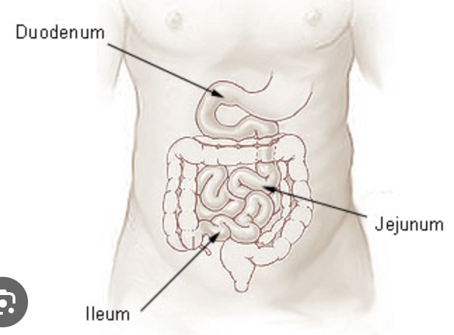 <p><mark data-color="rgba(0, 0, 0, 0)" style="background-color: rgba(0, 0, 0, 0); color: inherit">absorb remaining nutrients, especially vitamin B12 and bile acids, from digested food before it passes into the large intestine</mark><span>.</span></p>