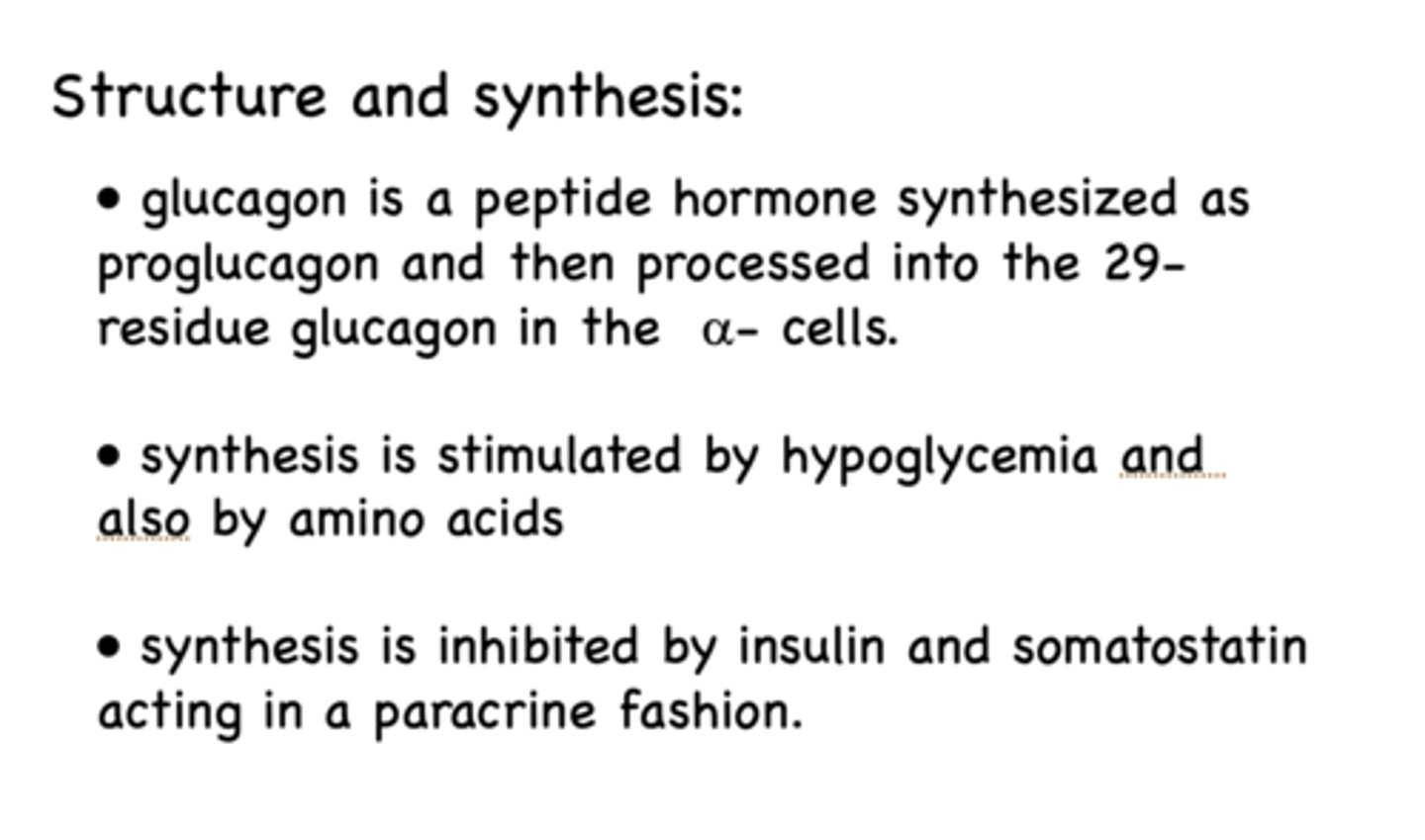 <p>Glucagon is a peptide hormone synthesized as proglucagon and then processed into the 29-residue glucagon in alpha cells</p>