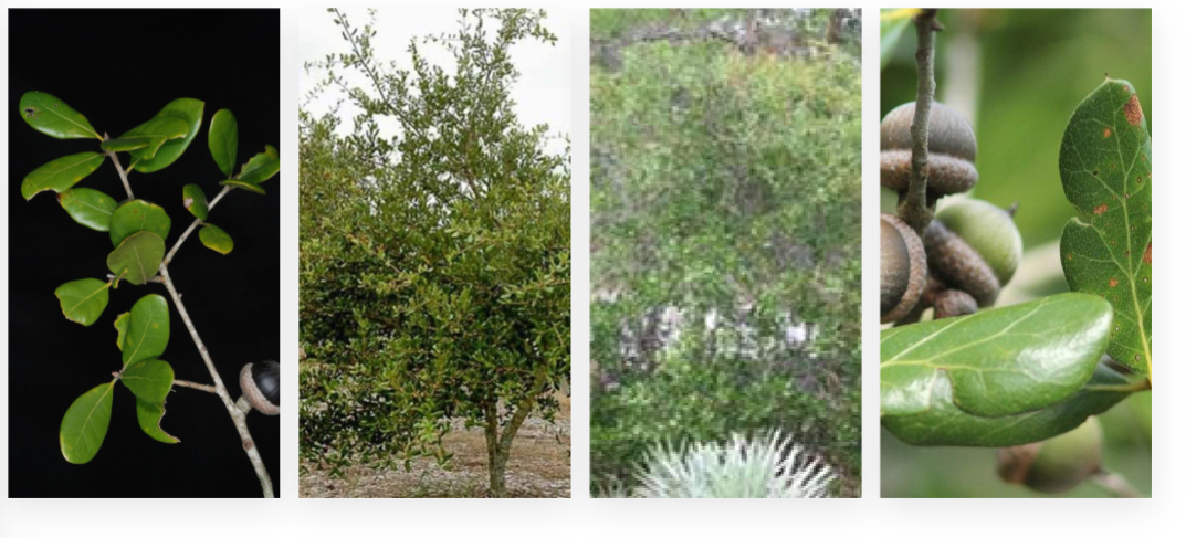 <p>myrtle oak, Fagaceae family</p><p>shrub</p><p>ovular leaves, usually curled in</p>