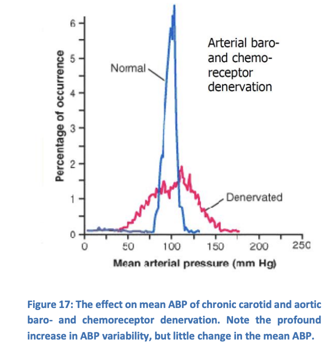 <ol><li><p>Variability→ high-pressure baro and chemorepecots in the<strong> short-term&nbsp;</strong>&nbsp;control of ABP</p></li><li><p>constant mean ABP→ suggests ABP is regulated by other mechanisms than the high-pressure repceotors</p><ul><li><p>i.e if <strong>mean</strong> ABP changes→ high pressure baroreceptors reset and regulate to <strong>new mean ABP</strong></p><ul><li><p>thus, showing that these receptors are not responible for setting the mean ABP and are only short term</p></li></ul></li></ul></li></ol><p></p>